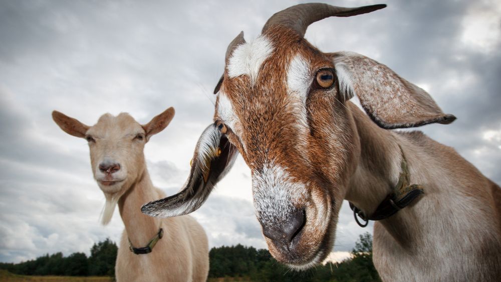 Italský ostrov trápí přemnožené kozy, starosta proto nabízí zvířata zdarma